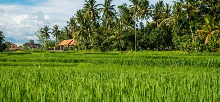Green rice paddy fields with palm trees and farm buildings