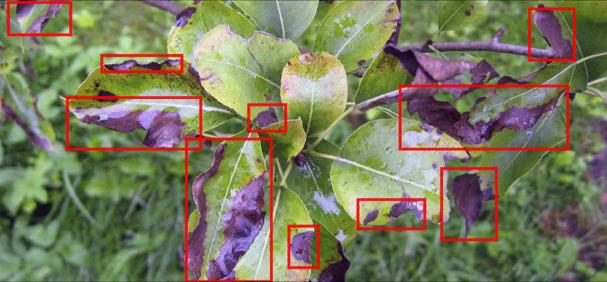 SpectrifyAI leaf quality grading model marking defects on tea leaves
